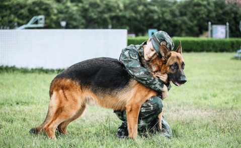 神兵奇犬: 張馨予難舍愛犬, 全身上下都是磕了碰了被狗咬的傷痕