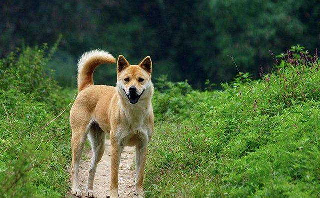 中國(guó)十大名犬，中國(guó)本土犬種排行！