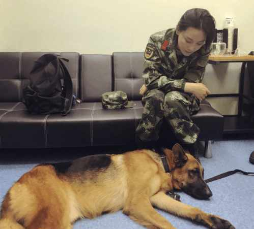 神兵奇犬: 張馨予難舍愛犬, 全身上下都是磕了碰了被狗咬的傷痕