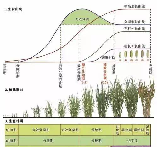 2018水稻全套栽培技術(shù)（精華版）