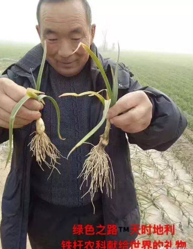 大農(nóng)戶種大蒜：大蒜栽培種植技術(shù)小竅門，是大蒜高產(chǎn)高質(zhì)的關(guān)鍵