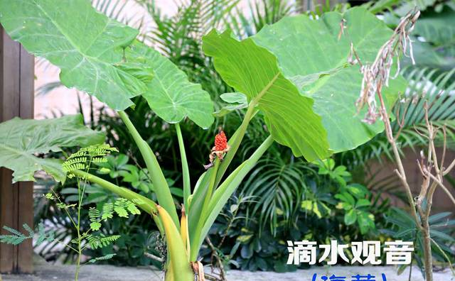 滴水觀音開(kāi)花嗎？