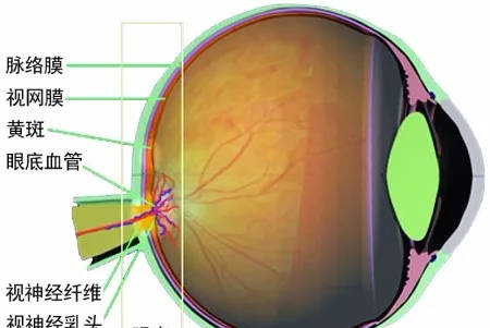 眼底病常見(jiàn)的7種類(lèi)型 你都需要了解清楚！