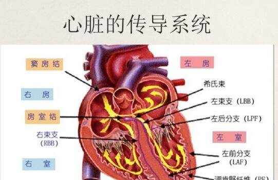 如何識(shí)別常見異常心電圖