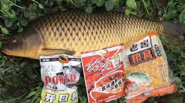 半夜鯉魚來上灘，夏日鯉魚攻略篇