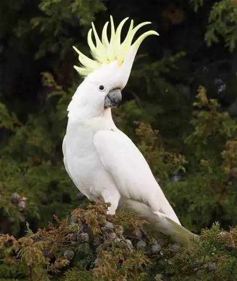 葵花鳳頭鸚鵡：可活120歲的長壽鳥