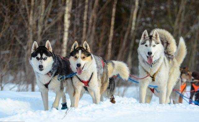 全球最常用的9大“工作犬”，你知道嗎？