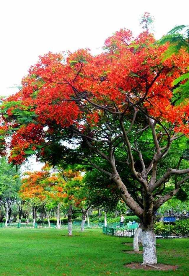 又到鳳凰花開(kāi)的時(shí)候