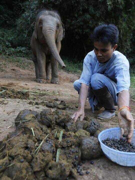 象屎咖啡的制作過程，看完你還能喝的下去嗎？