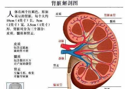 【醫(yī)學(xué)美圖】泌尿系統(tǒng)--10分鐘搞定