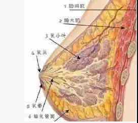 過(guò)了青春期，胸部還能二次發(fā)育嗎？答案在這！