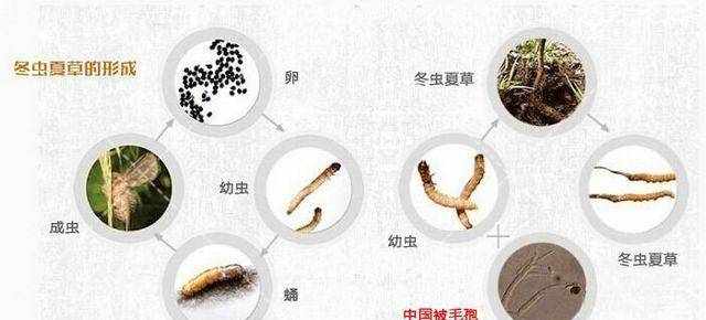 高端滋補(bǔ)品有哪些，分別有什么功效？（一）