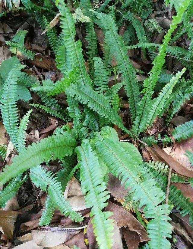 和諧生態(tài)----華僑城濕地公園