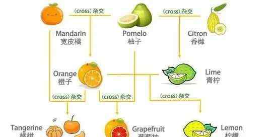 橙子英語怎么讀 “橙子”的英文是orange，那”橘子“呢？可別又說orange哦！