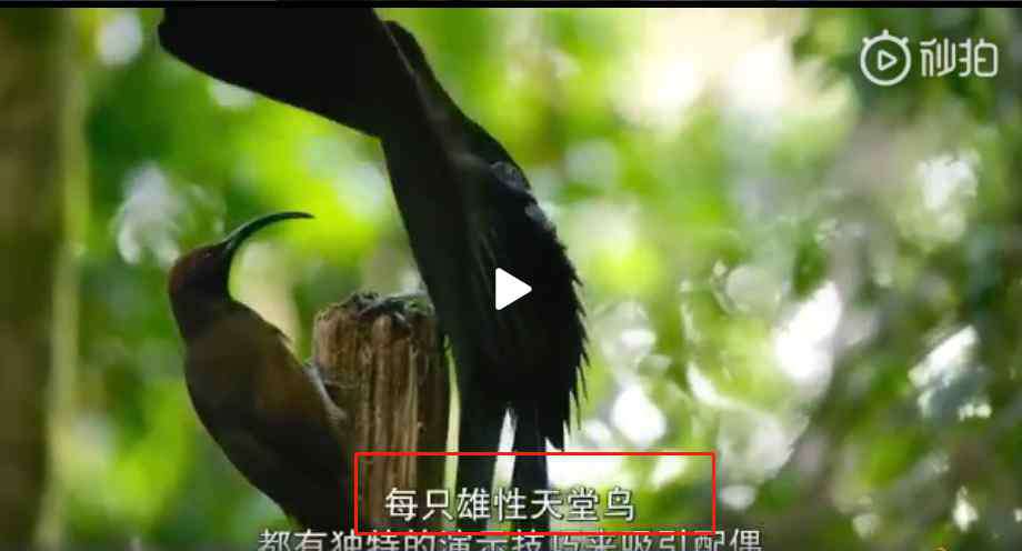 極樂鳥圖片 湖北建始又拍到難得一見的珍貴鳥類？假的！極樂鳥你聽說過嗎