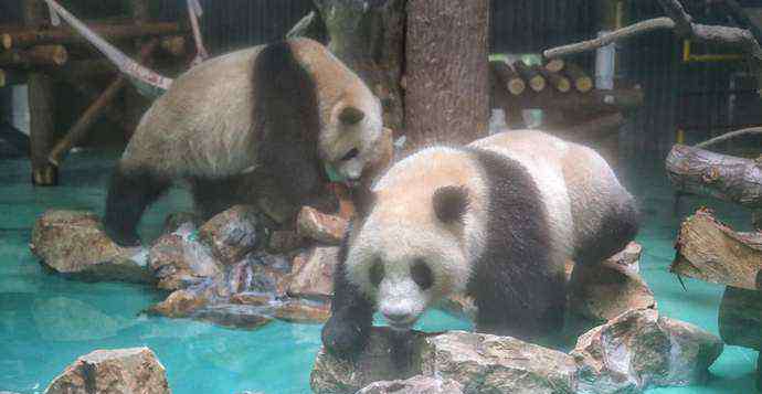 上海動(dòng)物園有熊貓嗎 大熊貓“風(fēng)光兄弟”駕到，上海動(dòng)物園結(jié)束一小段沒有“滾滾”的日子