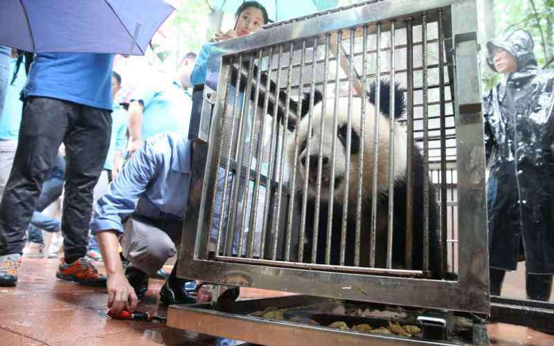 上海動(dòng)物園有熊貓嗎 大熊貓“風(fēng)光兄弟”駕到，上海動(dòng)物園結(jié)束一小段沒有“滾滾”的日子