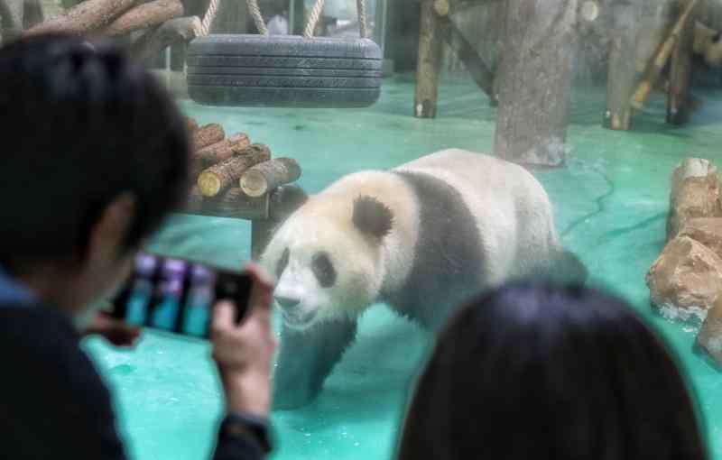 上海動(dòng)物園有熊貓嗎 大熊貓“風(fēng)光兄弟”駕到，上海動(dòng)物園結(jié)束一小段沒有“滾滾”的日子