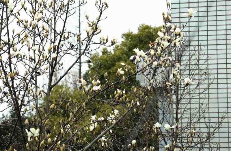 上海市市花 上海市花“醒”了！比常年提早兩周多，刷新了最早開花紀(jì)錄？