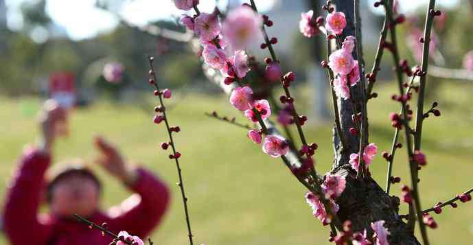 豬毛草 豬年新春新玩法，上海市民游客紛紛去公園找“豬”