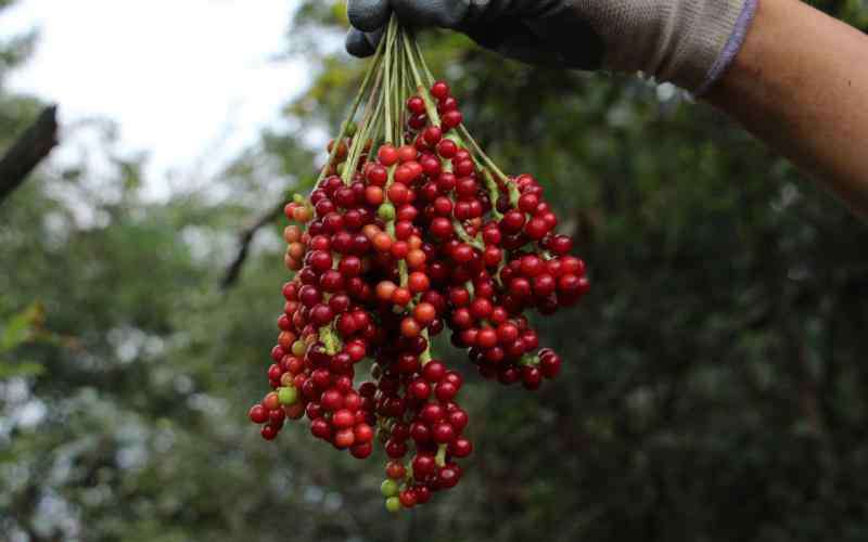 香港四照花 八月炸、山荔枝、茅栗子……上海竟有那么多種野果！采摘食用還須小心