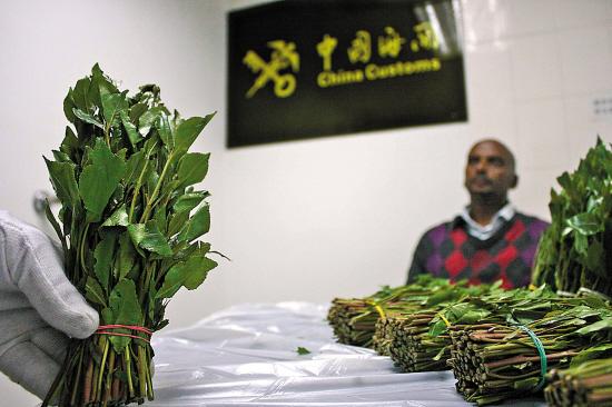 新鮮恰特草　新毒品阿拉伯茶