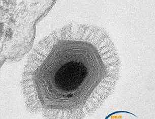 巨型阿米巴蟲 法國科學家發(fā)現(xiàn)前所未見的巨型病毒或來自火星
