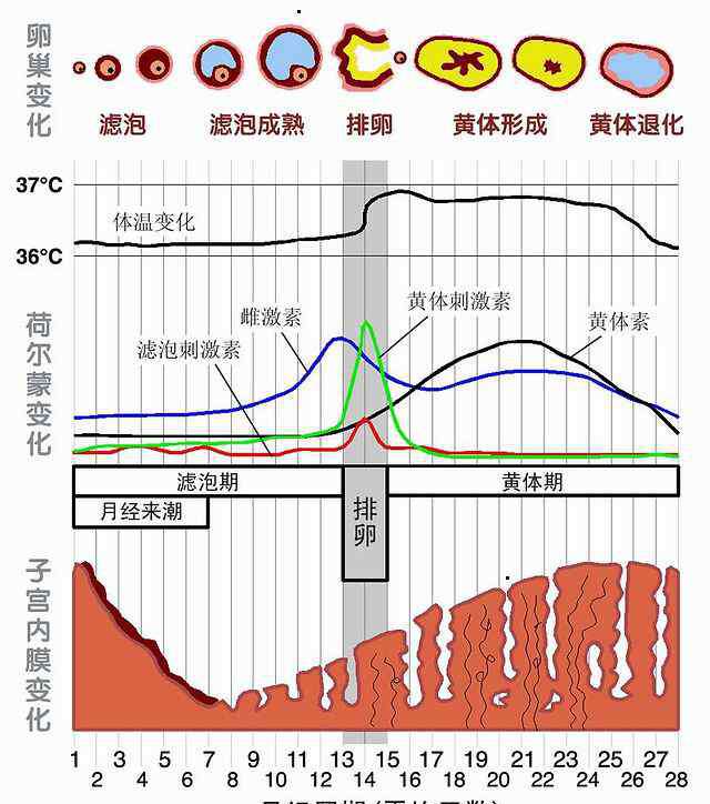 女生要知道的男生生理常識 這個大家都知道的生理常識，竟然騙了這么多女生