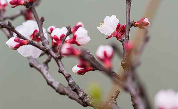 大門朝向風(fēng)水 農(nóng)村大門方向風(fēng)水禁忌 朝向這個(gè)方向最招財(cái)