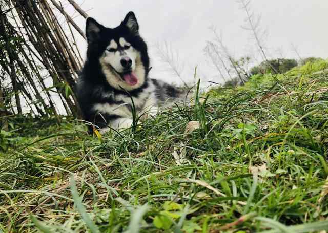 阿拉斯加犬與哈士奇 四個區(qū)別哈士奇和阿拉斯加犬的好方法