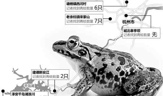 找青蛙 杭州周邊平均100平方一只青蛙 化肥農(nóng)藥系主因