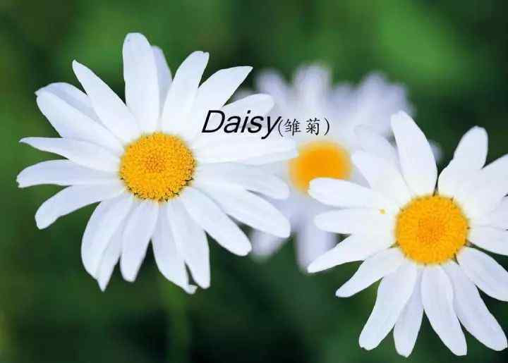 非洲菊花語 TIPS｜100多種花的英文名及花語 最全雙語對(duì)照