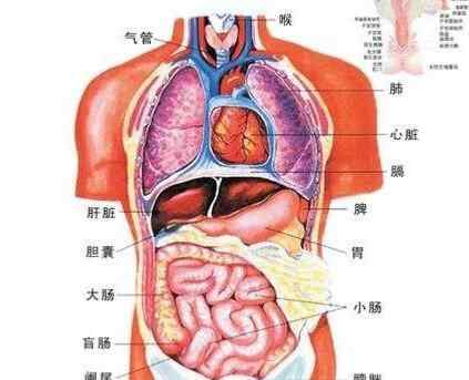 心肝脾肺腎的位置圖 您知道自己心肝脾肺腎的位置嗎？如果您知道，可能您開始老了...