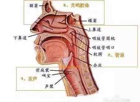 男神音訓(xùn)練方法 學(xué)唱歌|歌唱要放松，中低聲打好基礎(chǔ)再唱高音，才是最好的訓(xùn)練！