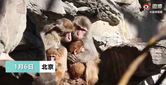 北京氣溫刷新21世紀(jì)以來最低記錄 動(dòng)物園猴子抱團(tuán)取暖 網(wǎng)友：太像我