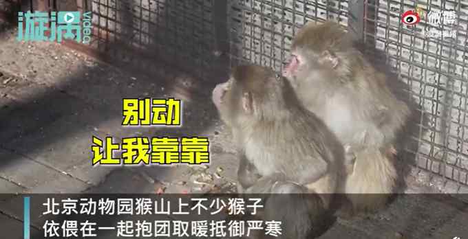 北京氣溫刷新21世紀(jì)以來最低記錄 動(dòng)物園猴子抱團(tuán)取暖 網(wǎng)友：太像我