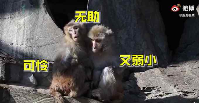 北京氣溫刷新21世紀(jì)以來最低記錄 動(dòng)物園猴子抱團(tuán)取暖 網(wǎng)友：太像我