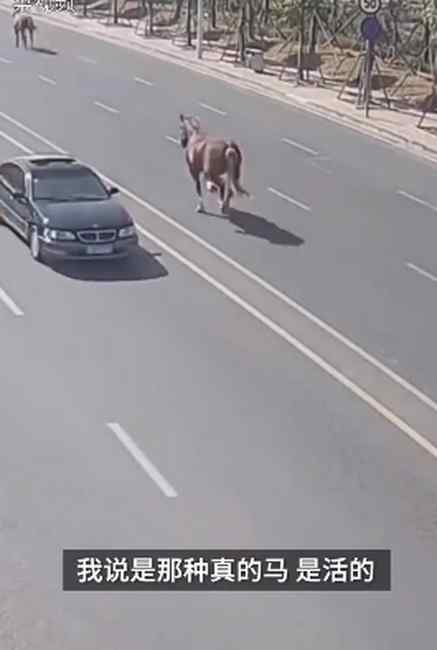 車流中驚現(xiàn)3匹馬逆行狂奔 車輛紛紛避讓！一轎車擋風(fēng)玻璃被踩碎