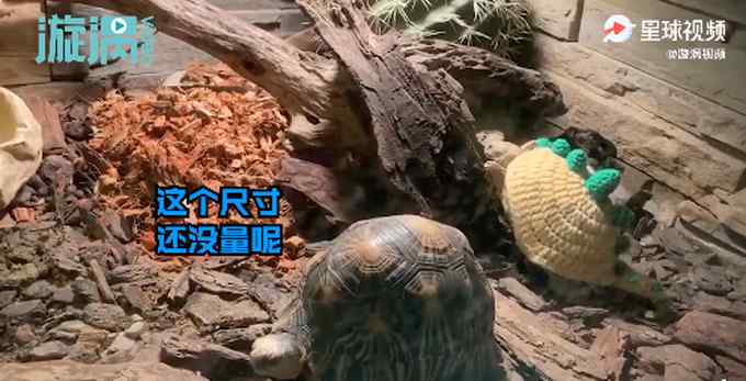 超萌！北京動物園烏龜穿定制毛衣御寒 溫暖畫面讓人心情愉悅