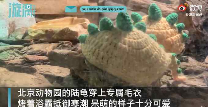 超萌！北京動物園烏龜穿定制毛衣御寒 溫暖畫面讓人心情愉悅