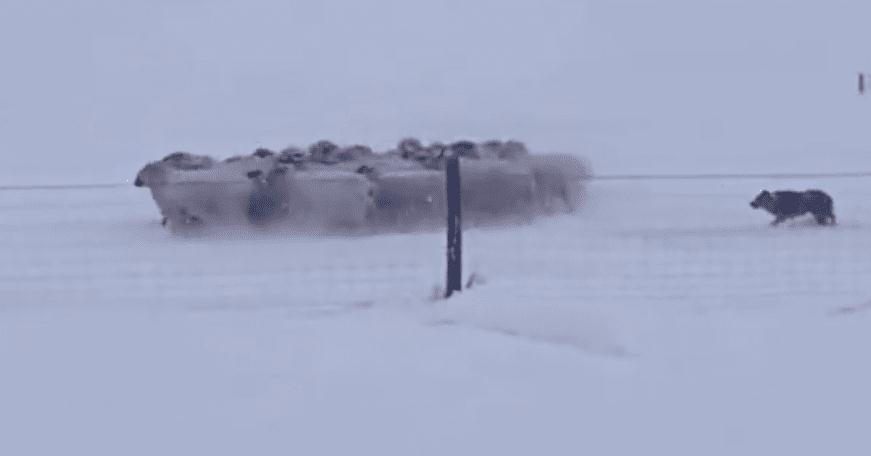 暴雪天羊群走丟牧羊犬沖進風暴 隨后風雪中一幕把所有人震住