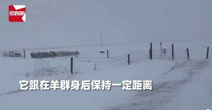 加拿大暴雪天羊群走丟 牧羊犬沖進風暴 隨后風雪中一幕主人看呆