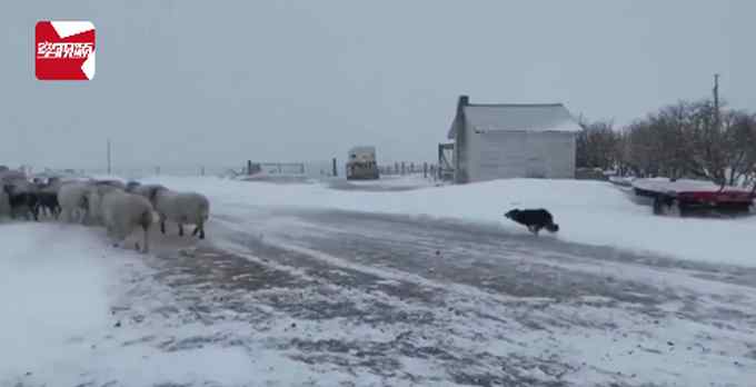 加拿大暴雪天羊群走丟 牧羊犬沖進風暴 隨后風雪中一幕主人看呆