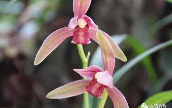 蘭花幾月開花 蘭花怎么養(yǎng)：仙山紅蘭花幾月開花？