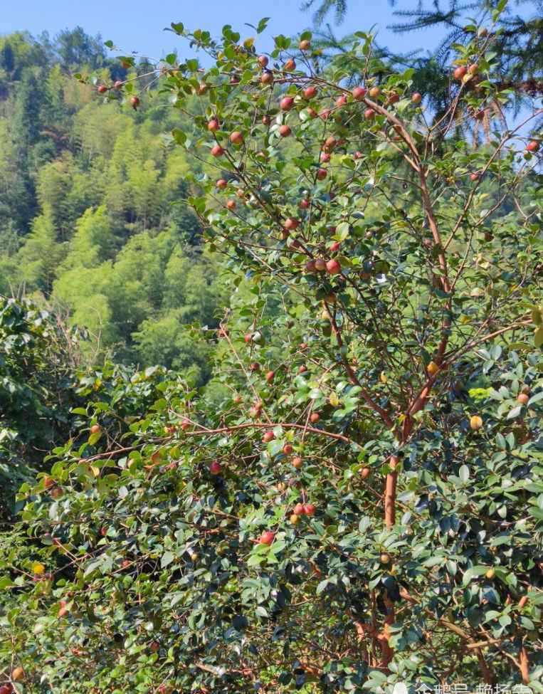 野生茶油 我老家贛州山區(qū)，野生茶油樹2020年豐收季，茶油的功效