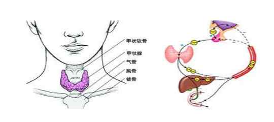 甲狀腺術(shù)后5大并發(fā)癥 甲狀腺手術(shù)后幾大并發(fā)癥