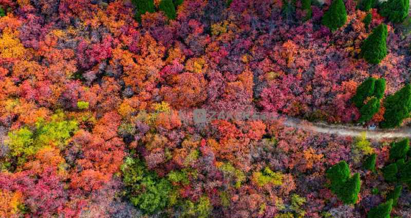 仙臺(tái)山 多圖｜仙臺(tái)山紅葉 驚艷八百里太行