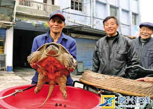 鱷龜多少錢一只 嘉興老農(nóng)抱回一只大烏龜　有人出萬元他不賣