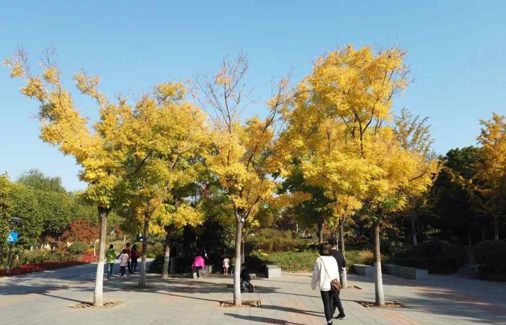 北京國際雕塑公園 【賞秋】秋天，我在北京國際雕塑公園等你