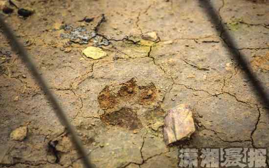 豹貓是保護動物嗎 寧鄉(xiāng)十多只羊被咬死 最大疑犯是保護動物豹貓